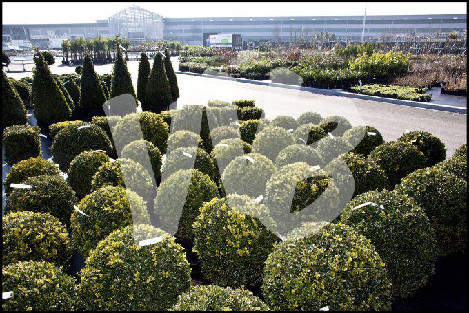 vvbvanbree bloemen en planten j  3164